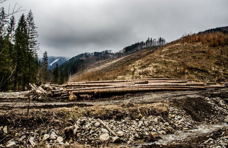 Ničenie lesa s požehnaním zákonov