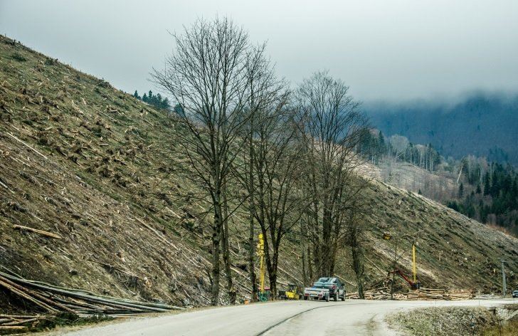 Kam miznú slovenské lesy