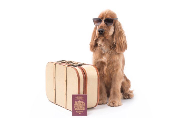 Cestovanie so psom a mačkou: Ako vybaviť cestovný pas?