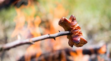 Letná opekačka vás môže vyjsť stovky až tisíce eur: pozor, kde rozkladáte oheň
