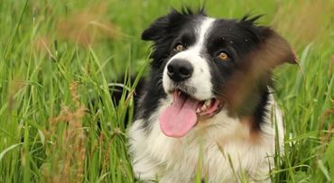 Osem povinností chovateľov psov a pokuty za ich nesplnenie (prehľad)